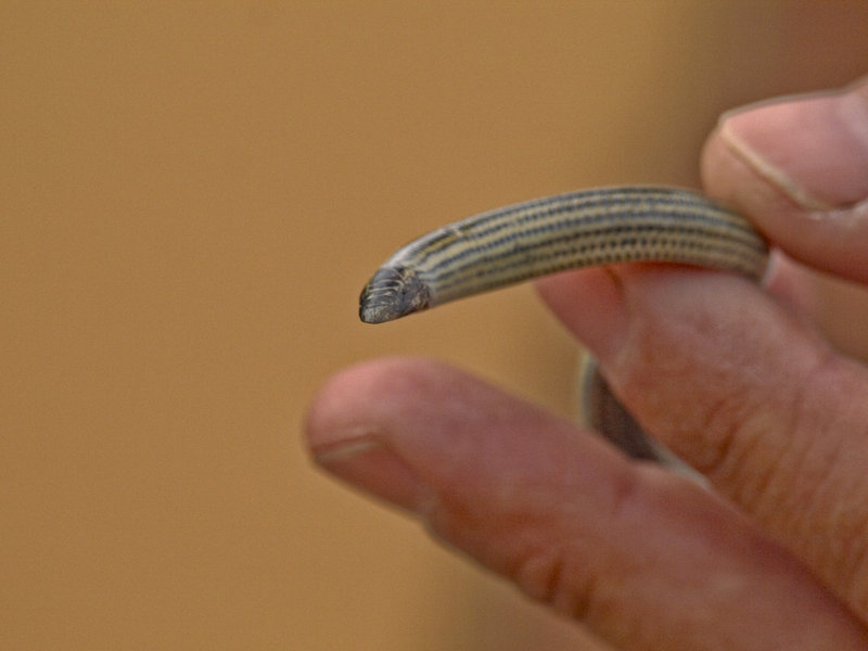 Swakopmund, Fitzsimon's Burrowing Skink